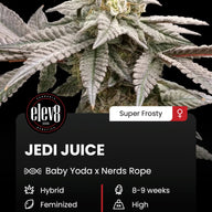 Jedi Juice Feminized Cannabis Seeds By Elev8 Seeds Elev8 Seeds