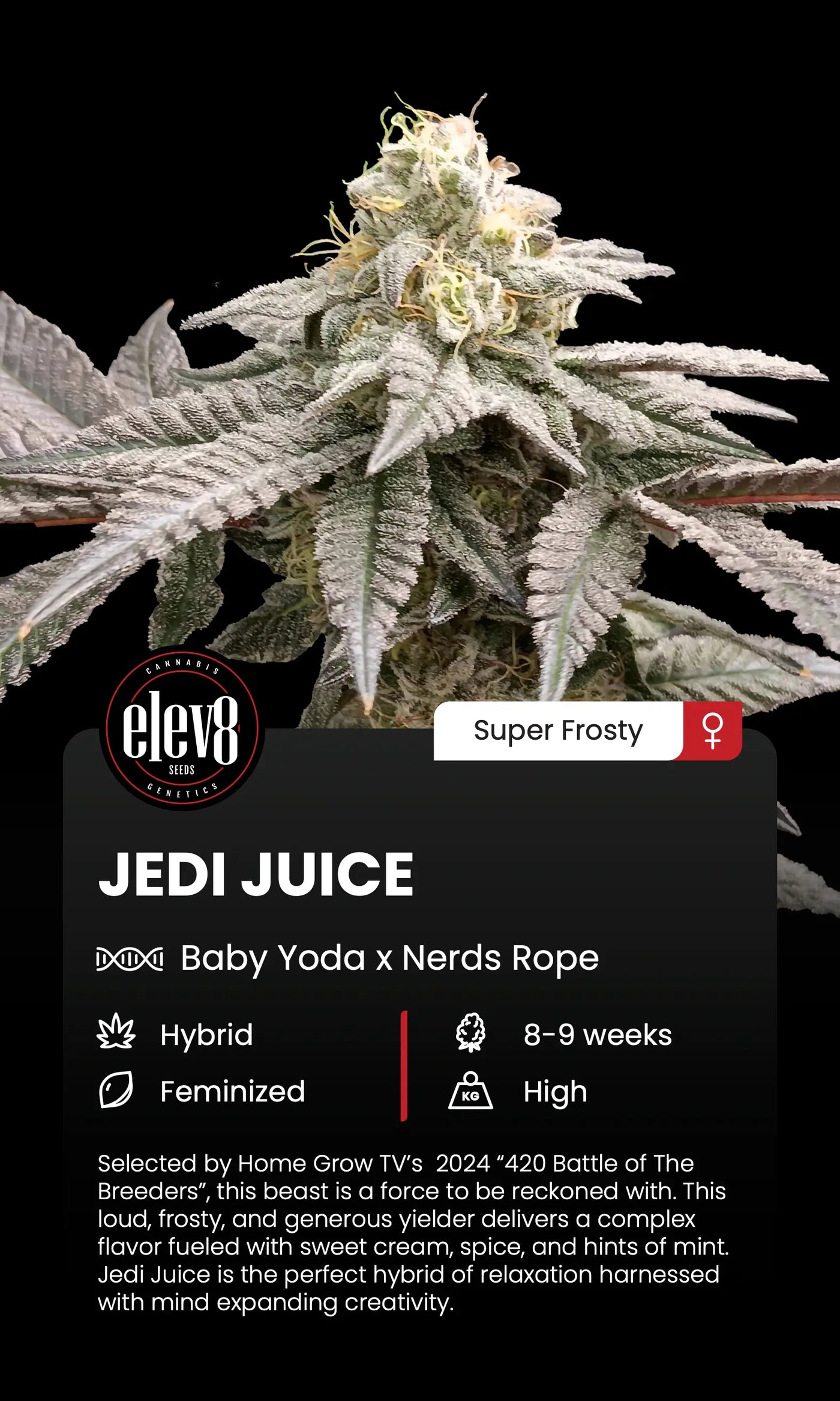 Jedi Juice Feminized Cannabis Seeds By Elev8 Seeds Elev8 Seeds