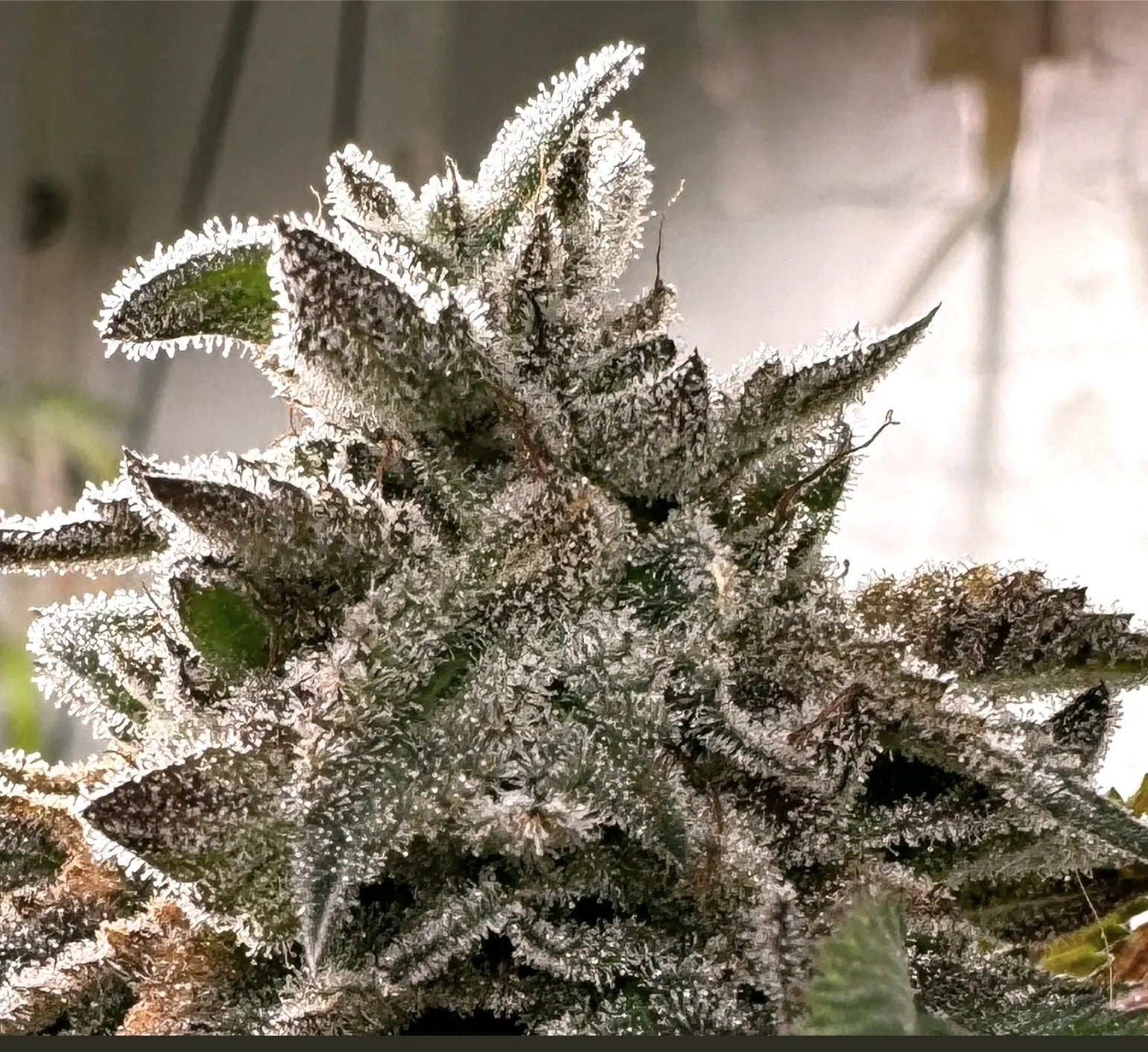 Kaleidozoap Feminized Cannabis Seeds By Elev8 Seeds Elev8 Seeds