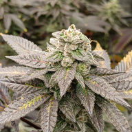 Knotty Fruit Feminized Cannabis Seeds By Elev8 Seeds Elev8 Seeds