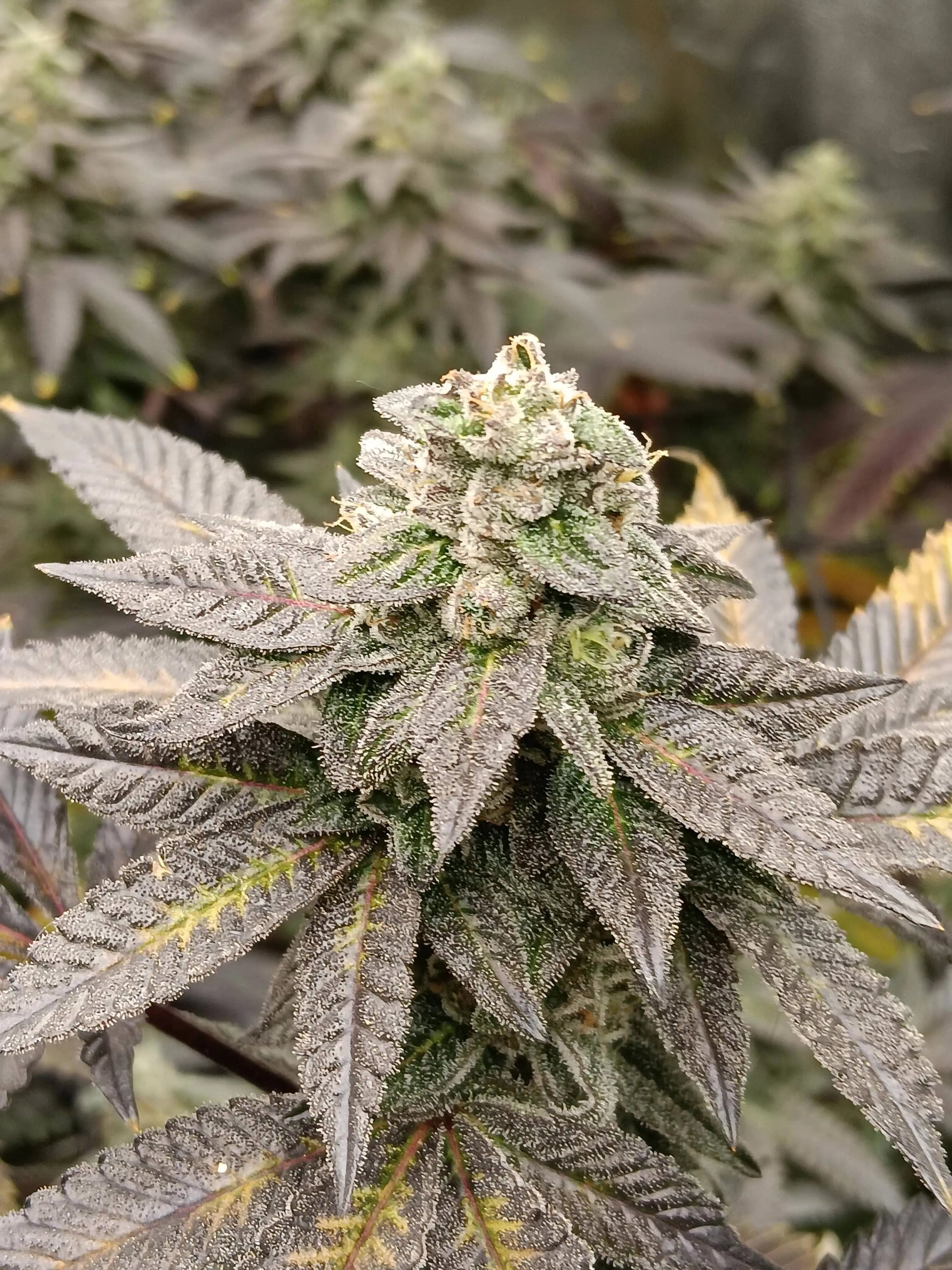 Knotty Fruit Feminized Cannabis Seeds By Elev8 Seeds Elev8 Seeds