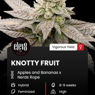 Knotty Fruit Feminized Cannabis Seeds By Elev8 Seeds Elev8 Seeds