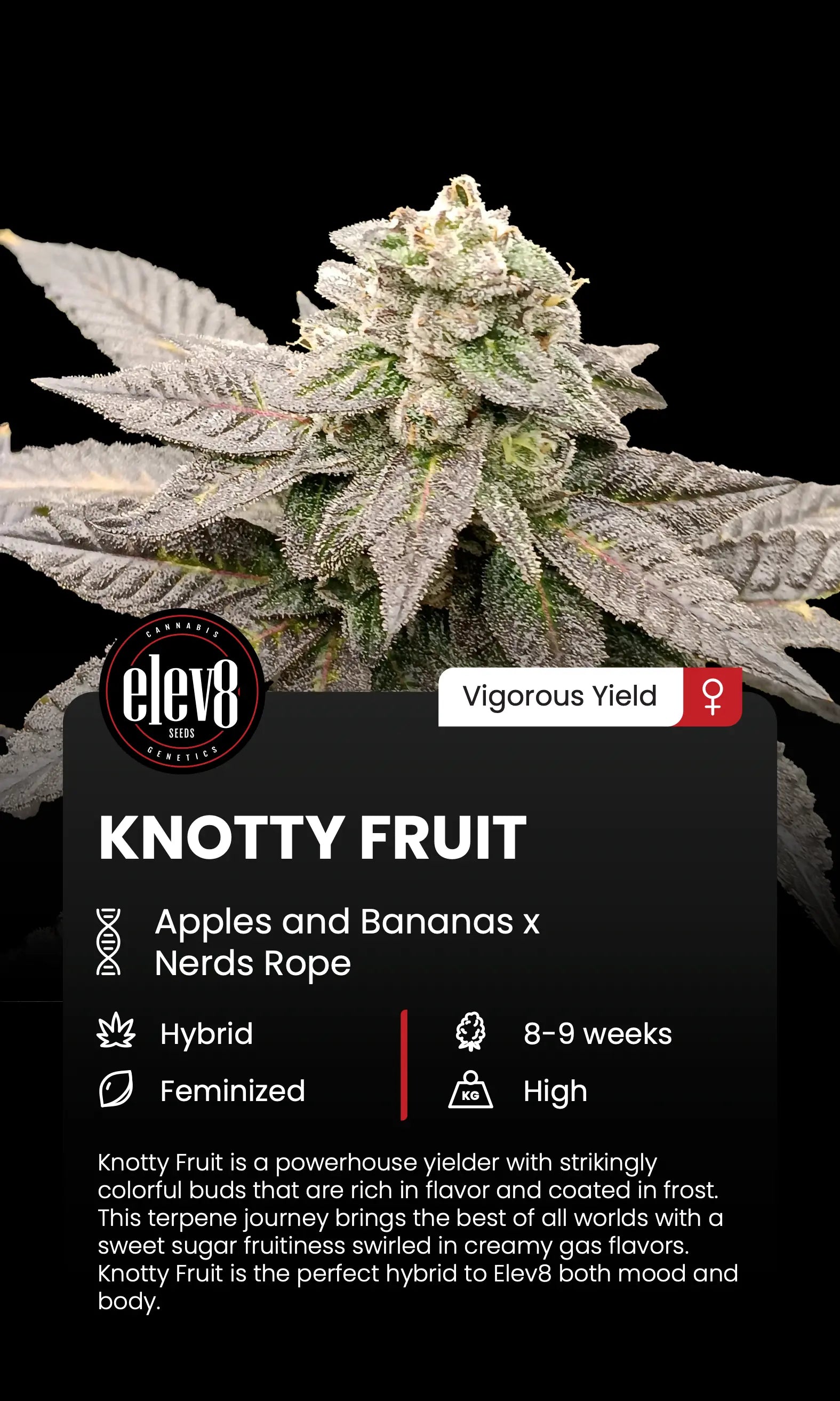 Knotty Fruit Feminized Cannabis Seeds By Elev8 Seeds Elev8 Seeds