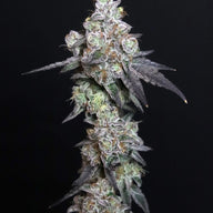 Lady Kush Feminized Cannabis Seeds By Elev8 Seeds Elev8 Seeds