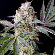 Lemon Cherry Burst Feminized Cannabis Seeds By Elev8 Seeds Elev8 Seeds