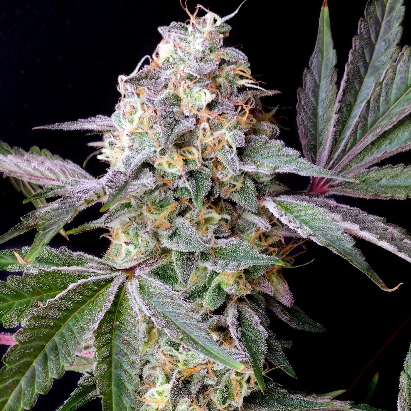 Lemon Cherry Burst Feminized Cannabis Seeds By Elev8 Seeds Elev8 Seeds
