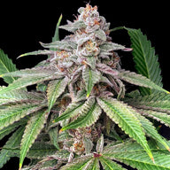 Mystery Made 2 Feminized Cannabis Seeds By Elev8 Seeds Elev8 Seeds