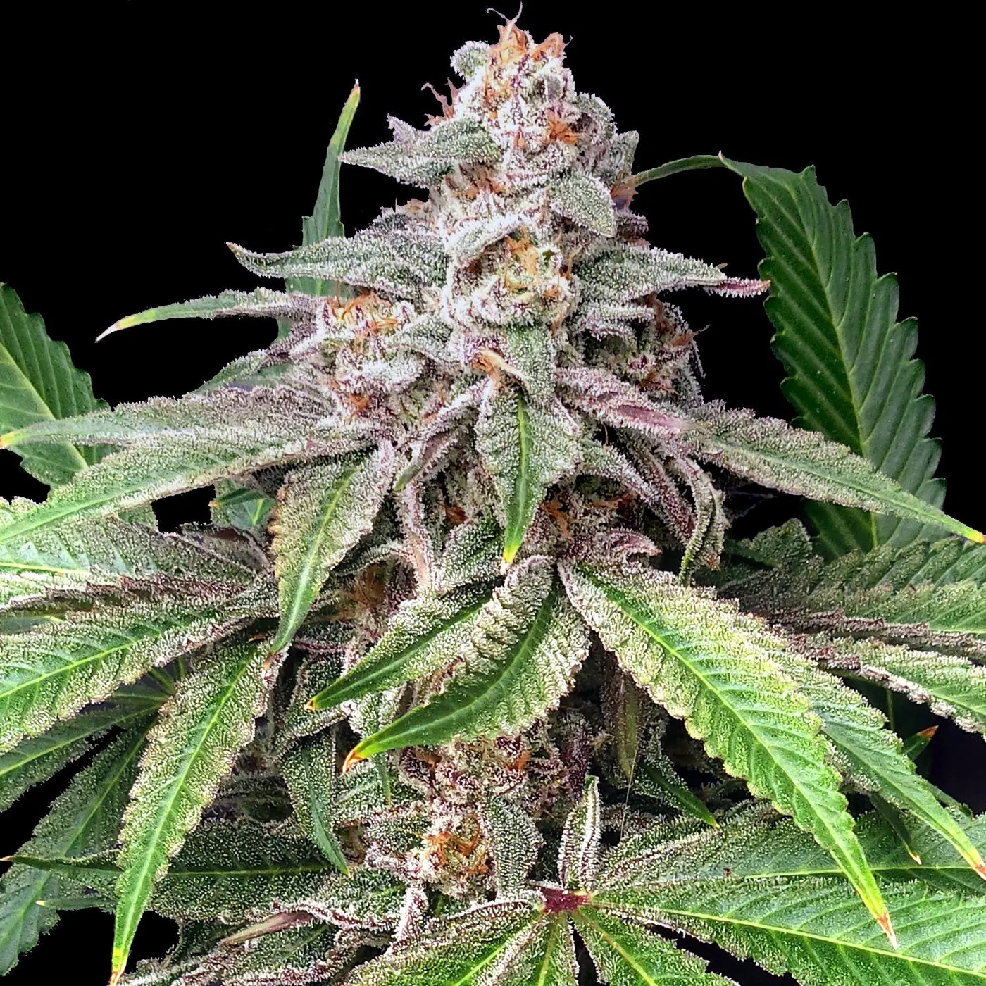 Mystery Made 2 Feminized Cannabis Seeds By Elev8 Seeds Elev8 Seeds