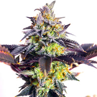 Mystery Made 2 Feminized Cannabis Seeds By Elev8 Seeds Elev8 Seeds