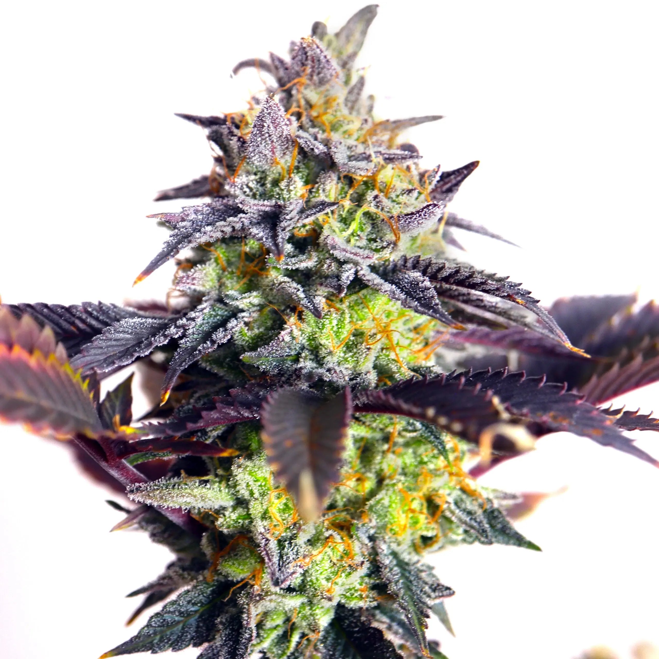 Mystery Made 2 Feminized Cannabis Seeds By Elev8 Seeds Elev8 Seeds