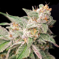 Mystery Made 2 Feminized Cannabis Seeds By Elev8 Seeds Elev8 Seeds