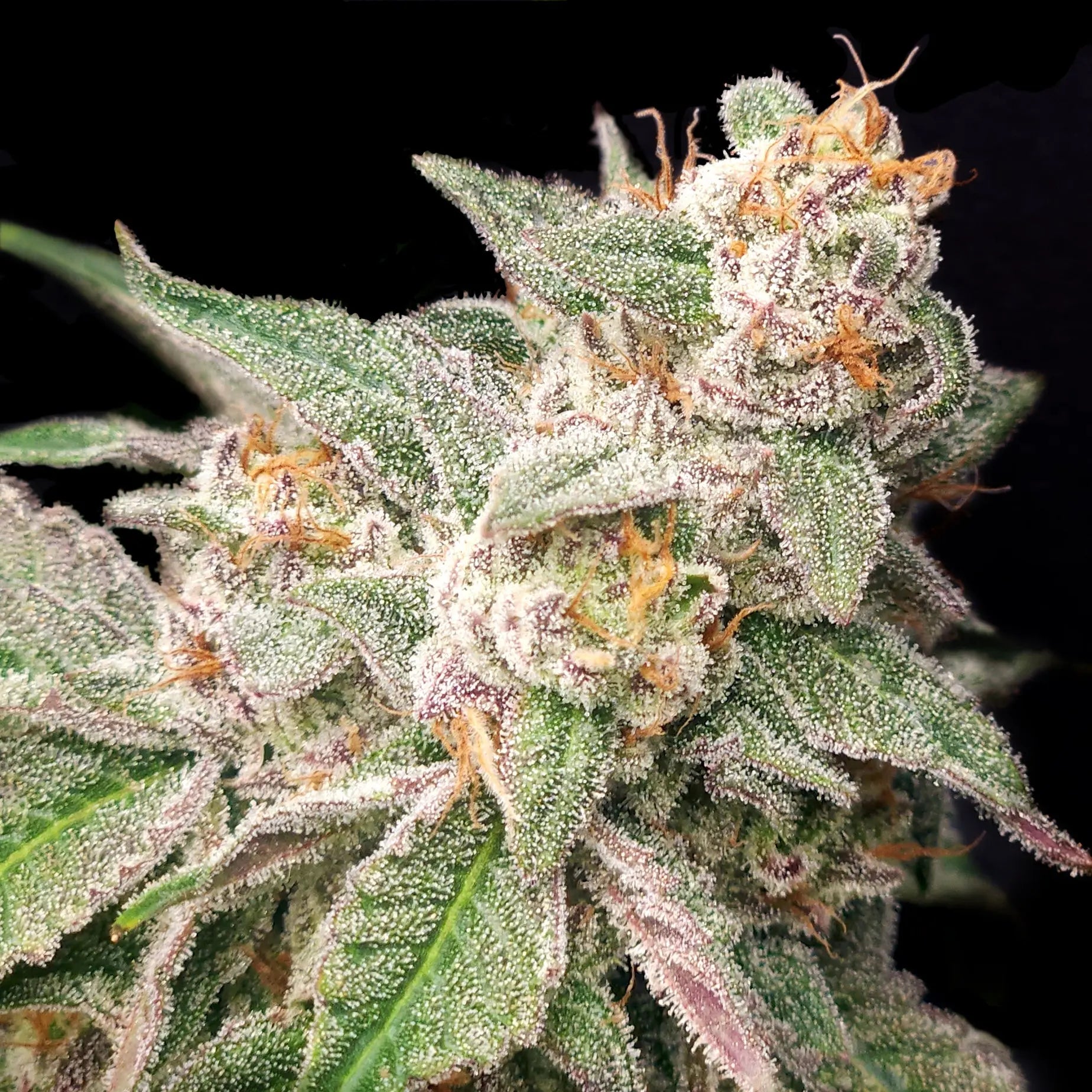 Mystery Made 2 Feminized Cannabis Seeds By Elev8 Seeds Elev8 Seeds