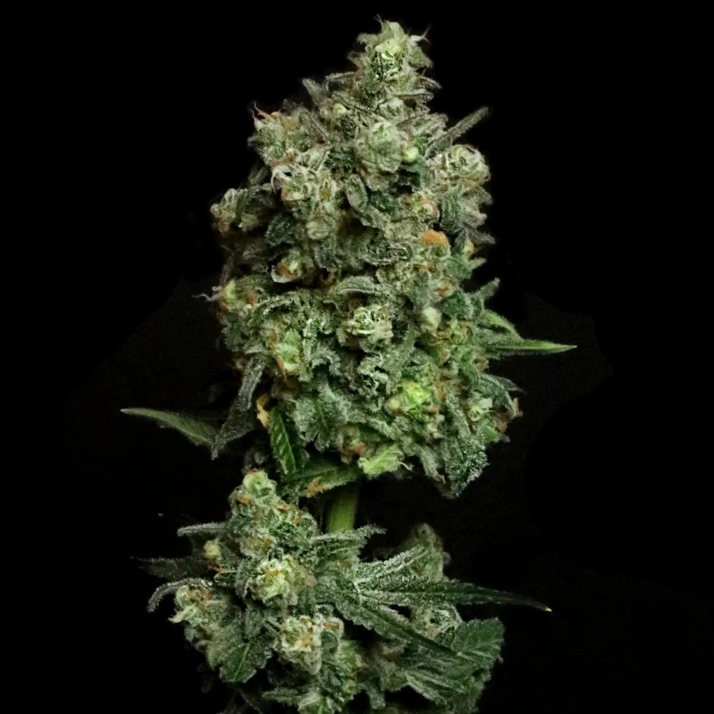 Oregon Apple Trail Feminized Cannabis Seeds By Elev8 Seeds Elev8 Seeds