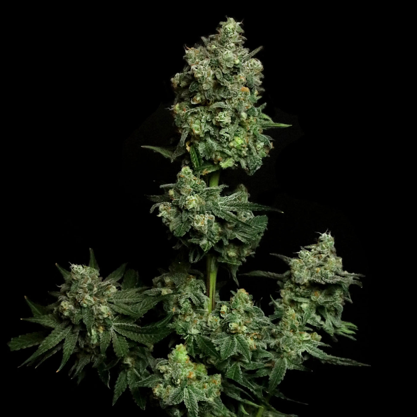 Oregon Apple Trail Feminized Cannabis Seeds By Elev8 Seeds Elev8 Seeds