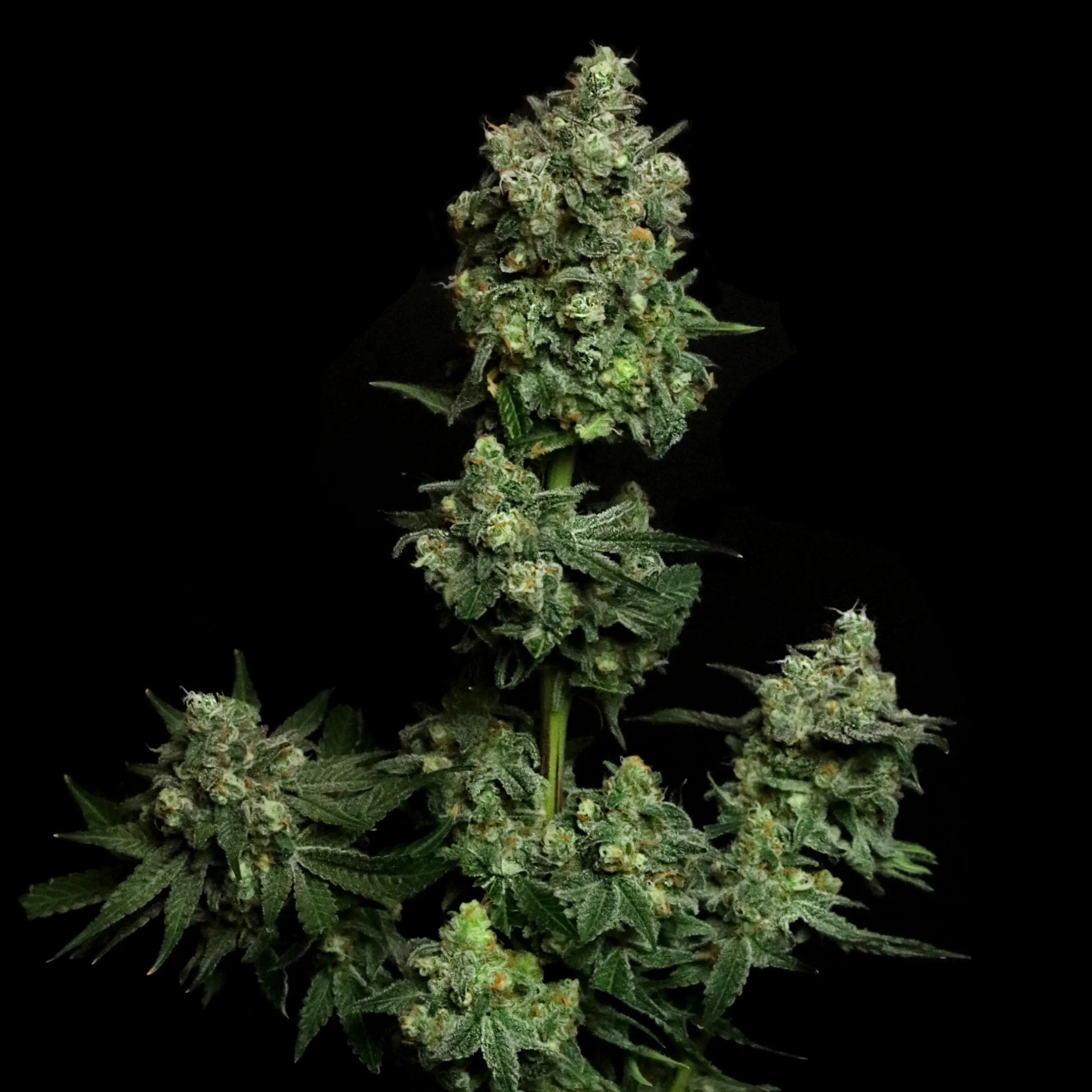 Oregon Apple Trail Feminized Cannabis Seeds By Elev8 Seeds Elev8 Seeds