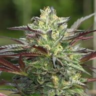 GS Cookies Feminized Cannabis Seeds By Humboldt Seed Company Humboldt Seed Company