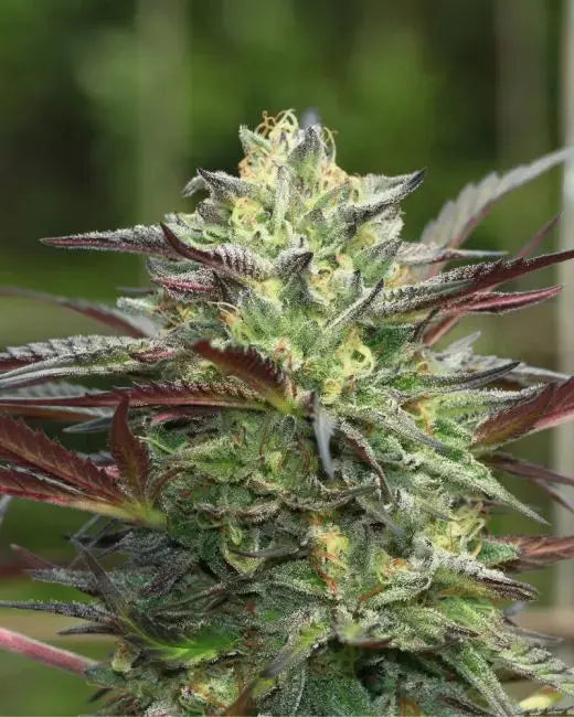 GS Cookies Feminized Cannabis Seeds By Humboldt Seed Company Humboldt Seed Company
