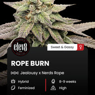 Rope Burn Feminized Cannabis Seeds By Elev8 Seeds Elev8 Seeds