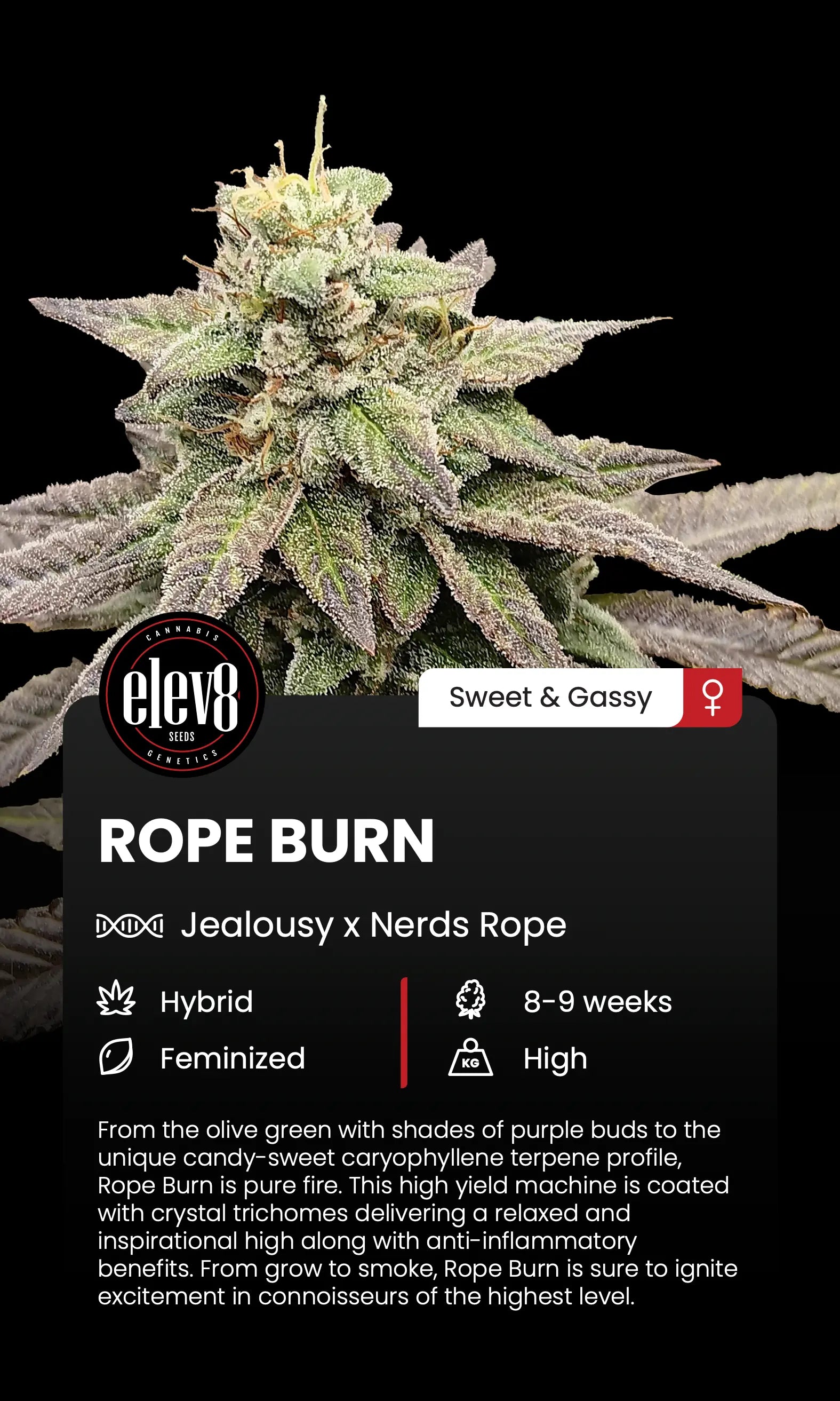 Rope Burn Feminized Cannabis Seeds By Elev8 Seeds Elev8 Seeds