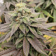 Rope Burn Feminized Cannabis Seeds By Elev8 Seeds Elev8 Seeds