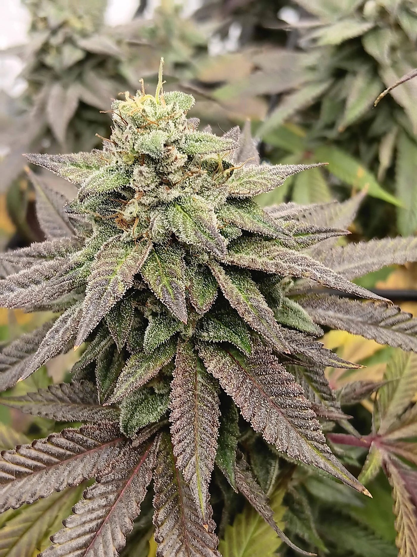 Rope Burn Feminized Cannabis Seeds By Elev8 Seeds Elev8 Seeds