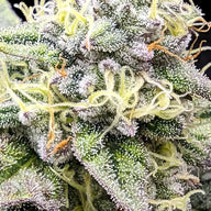 Sherbet Cream Cake Feminized Cannabis Seeds By Elev8 Seeds Elev8 Seeds