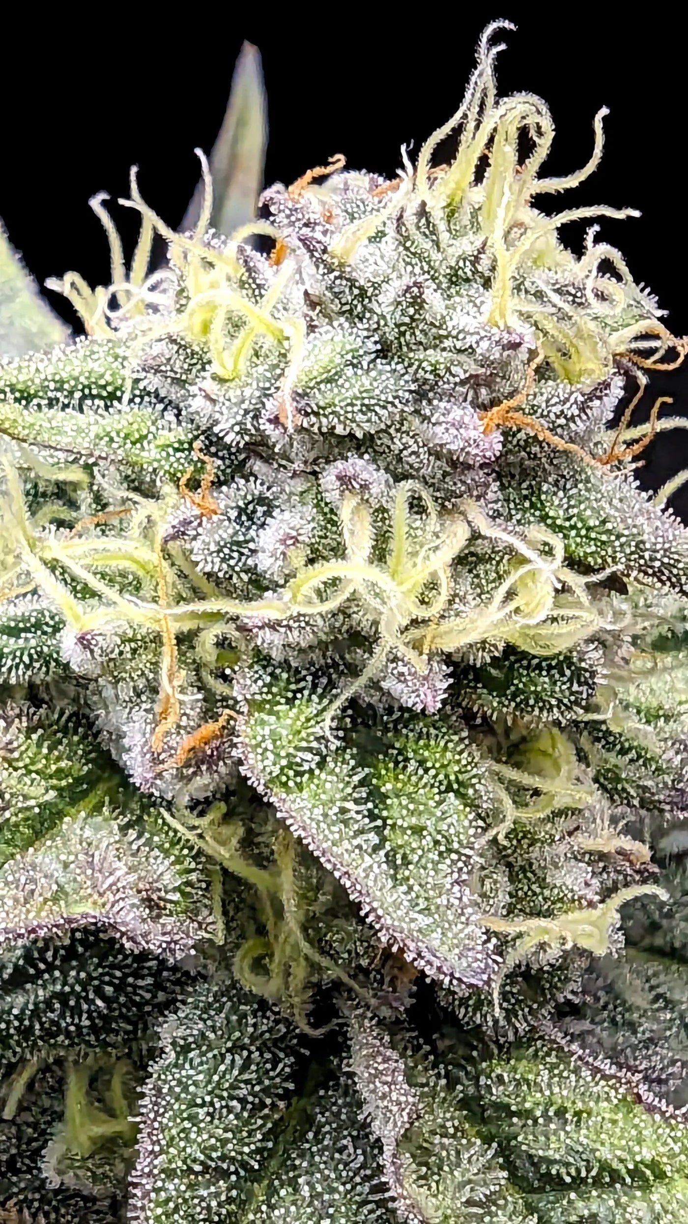 Sherbet Cream Cake Feminized Cannabis Seeds By Elev8 Seeds Elev8 Seeds