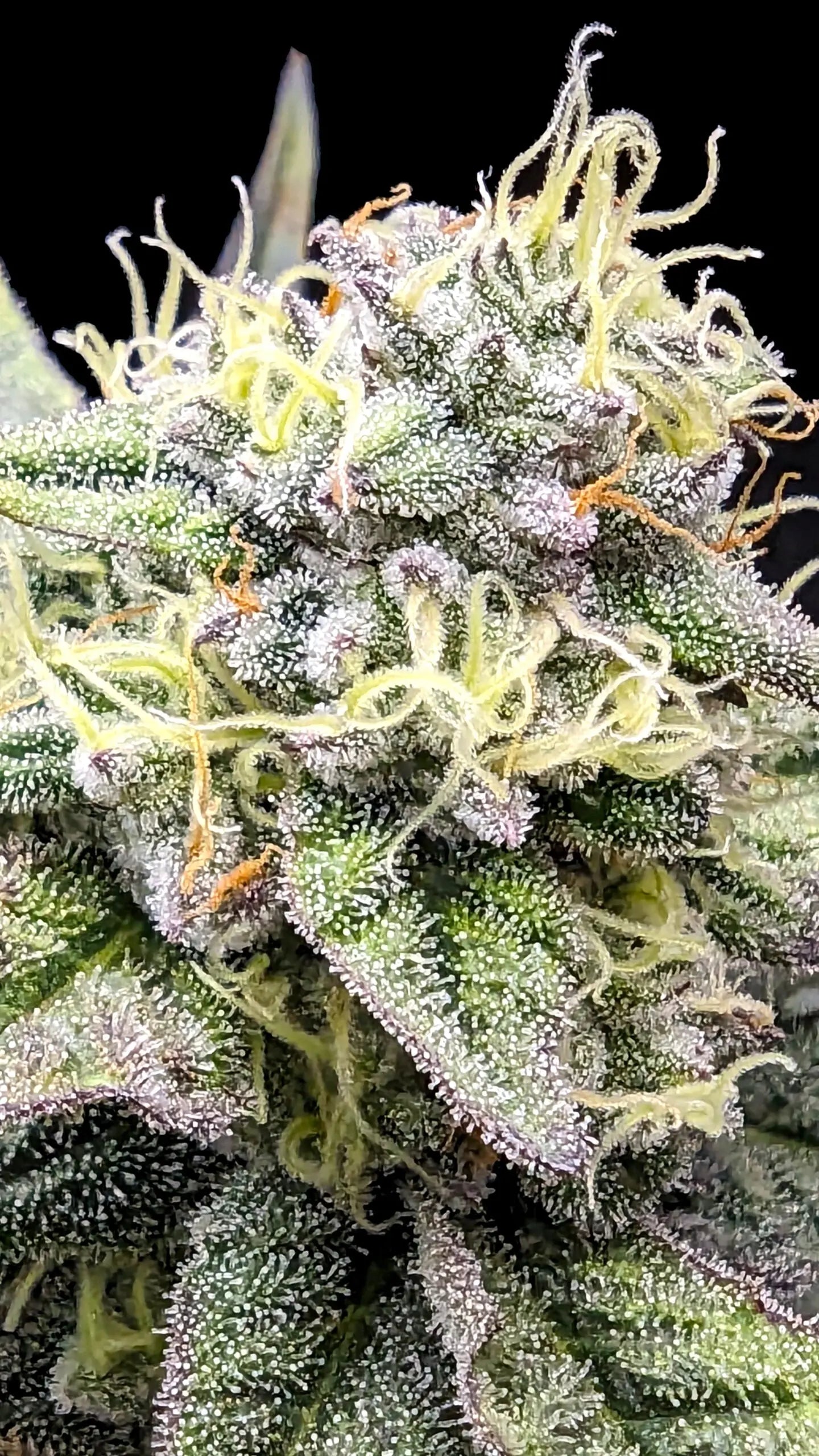 Sherbet Cream Cake Feminized Cannabis Seeds By Elev8 Seeds Elev8 Seeds