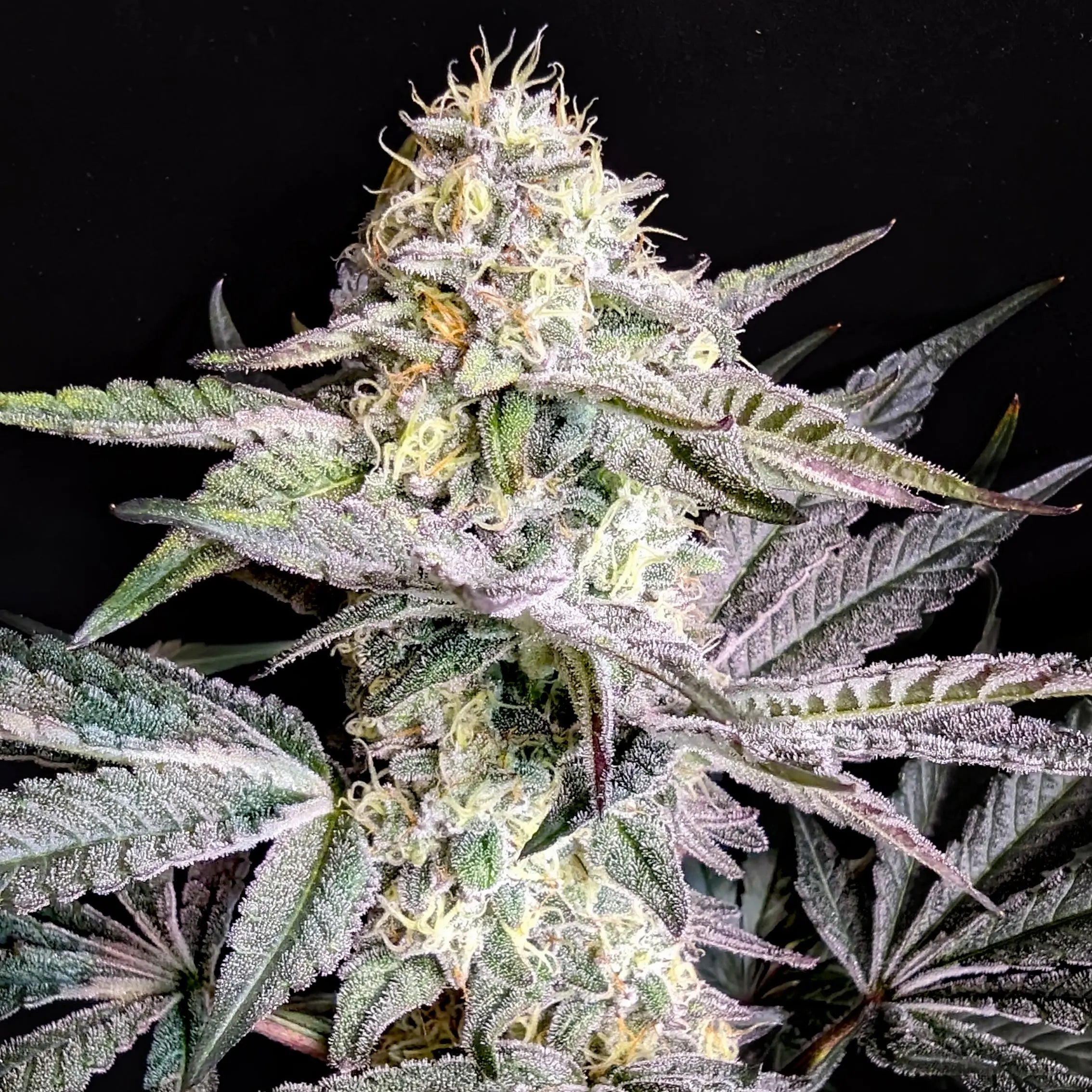 Sherbet Cream Cake Feminized Cannabis Seeds By Elev8 Seeds Elev8 Seeds