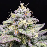 Sherbet Cream Cake Feminized Cannabis Seeds By Elev8 Seeds Elev8 Seeds
