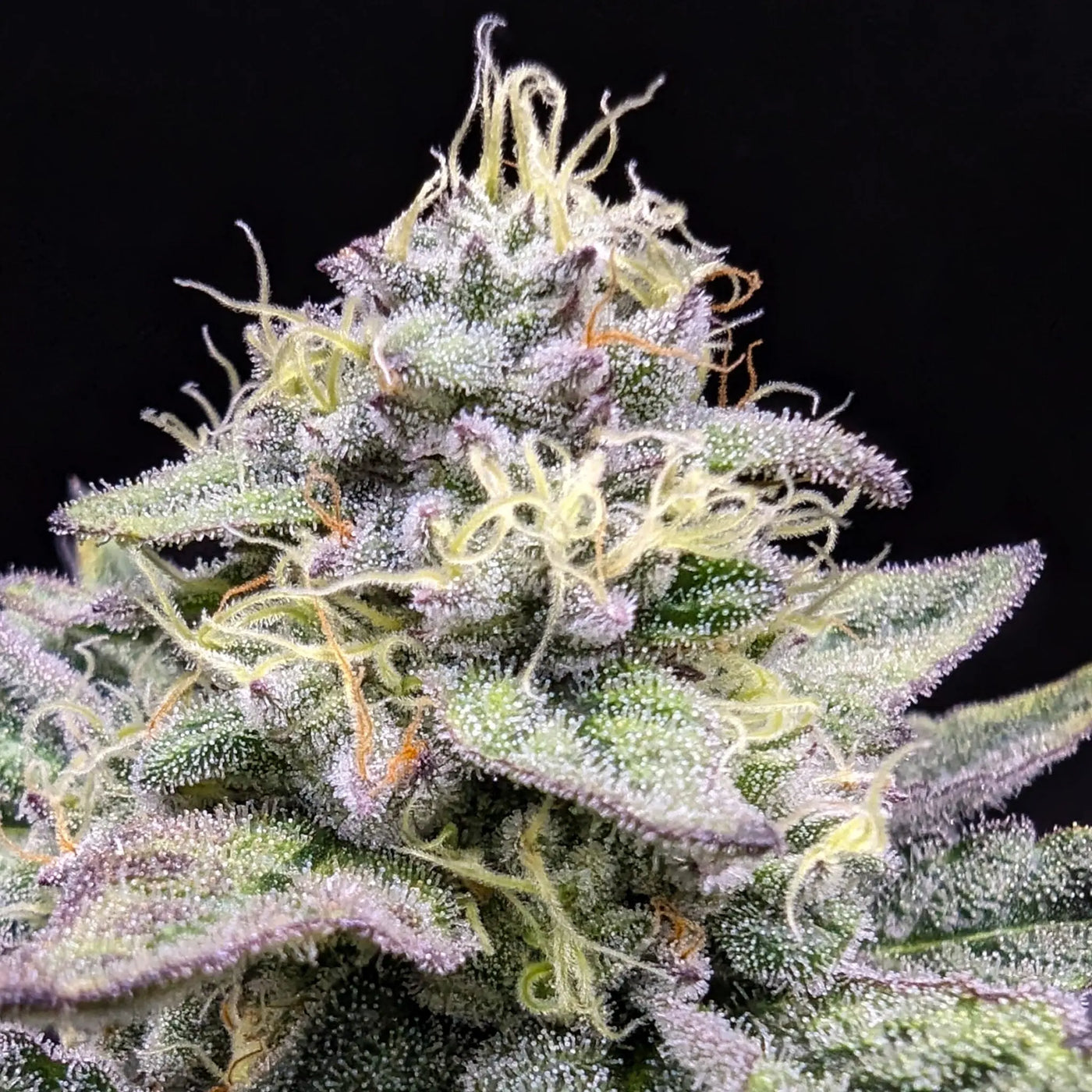 Sherbet Cream Cake Feminized Cannabis Seeds By Elev8 Seeds Elev8 Seeds