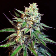 Snoop's Applefrizzle Feminized Cannabis Seeds By Elev8 Seeds Elev8 Seeds