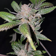 Sour Sage Feminized Cannabis Seeds By Elev8 Seeds Elev8 Seeds