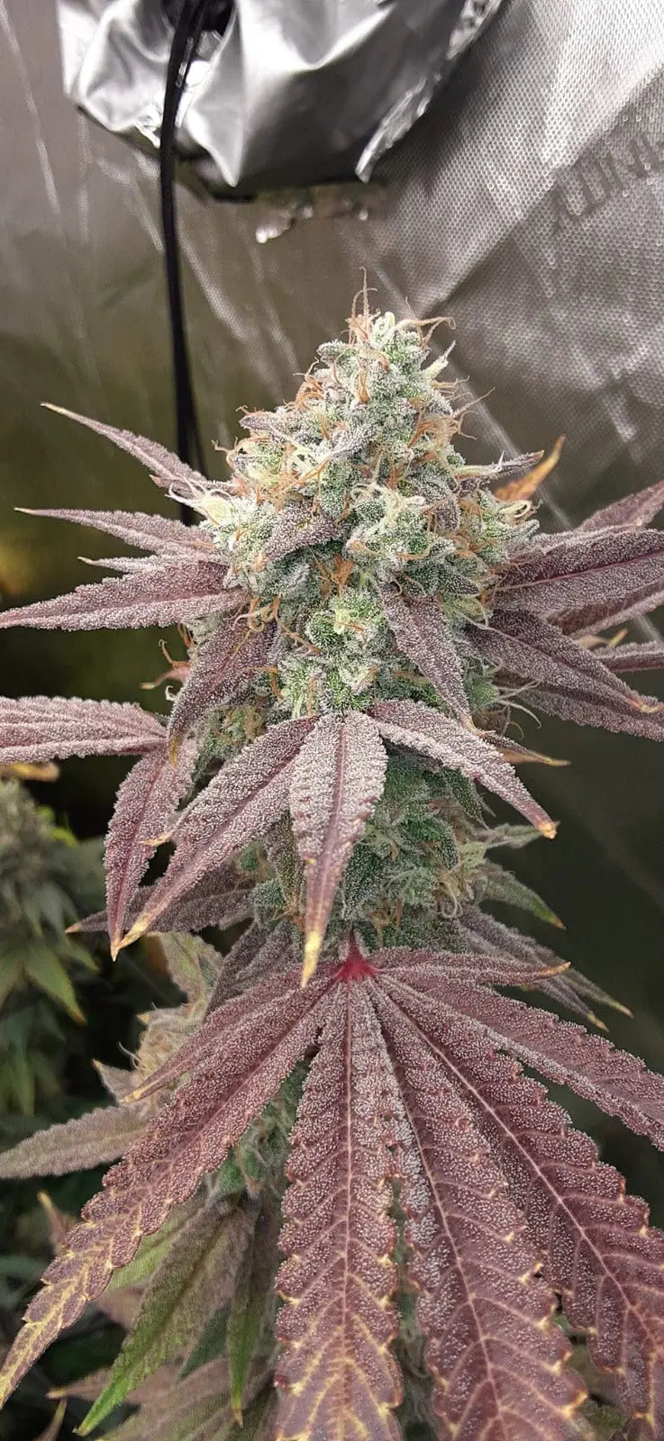Supersonic Blizzard Feminized Cannabis Seeds By Elev8 Seeds Elev8 Seeds