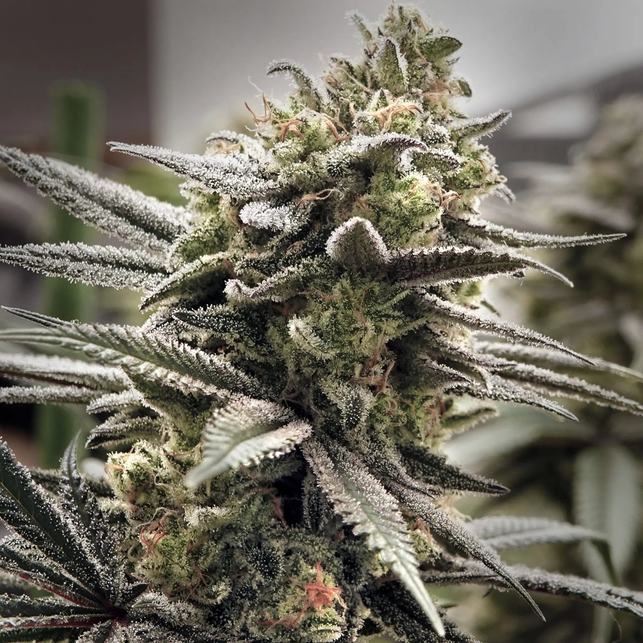 Thundersnow Feminized Cannabis Seeds By Elev8 Seeds Elev8 Seeds