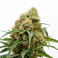 AK47 Feminized Cannabis Seeds By Sonoma Seeds Sonoma Seeds