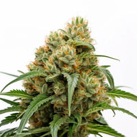 AK47 Feminized Cannabis Seeds By Sonoma Seeds