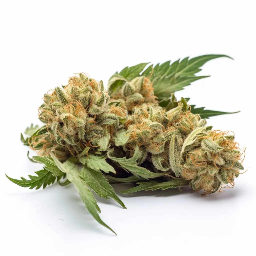 AK47 Feminized Cannabis Seeds By Sonoma Seeds Sonoma Seeds