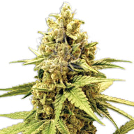 Acapulco Gold Feminized Cannabis Seeds By Sonoma Seeds Sonoma Seeds