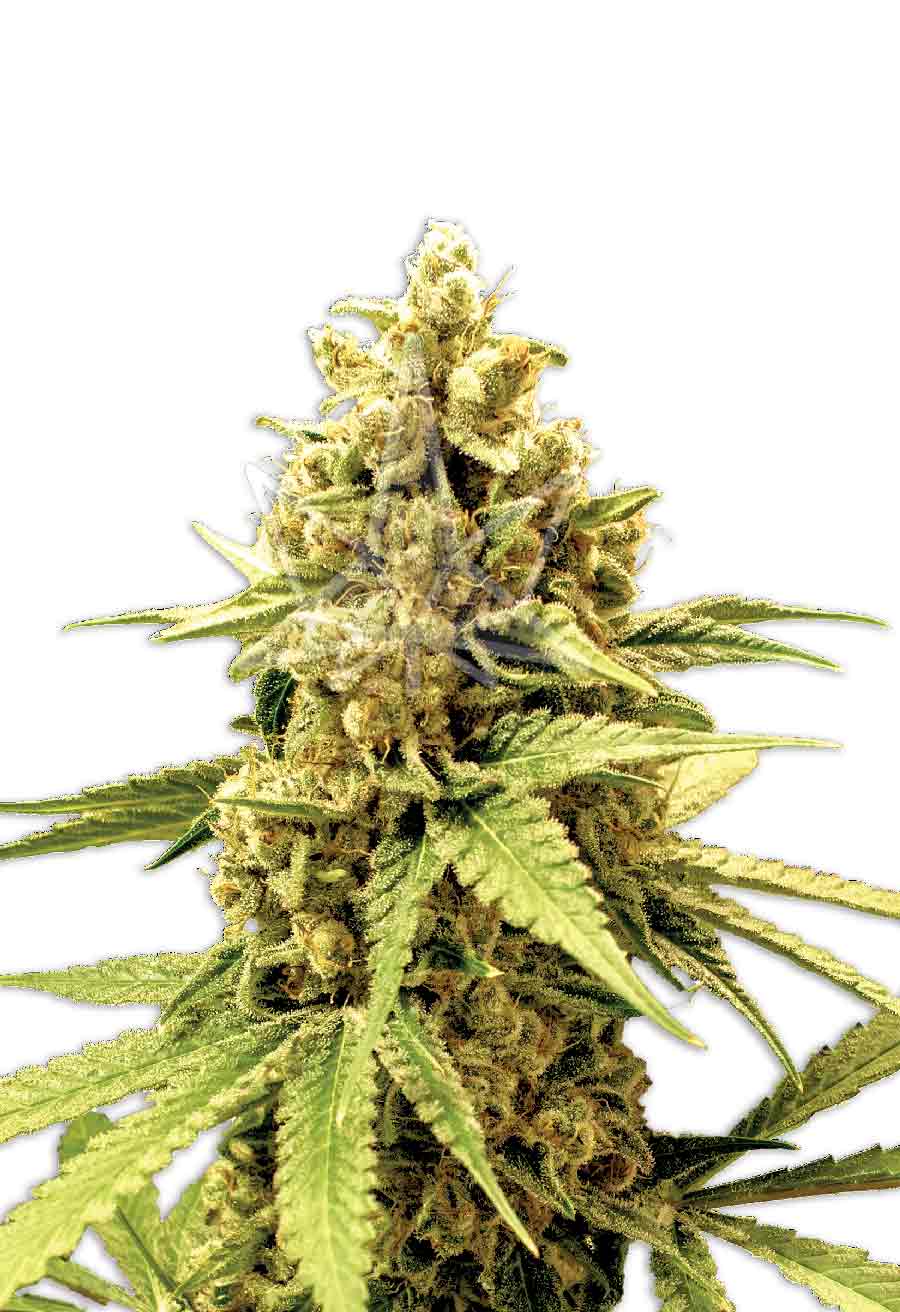 Acapulco Gold Feminized Cannabis Seeds By Sonoma Seeds Sonoma Seeds