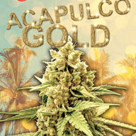 Acapulco Gold Feminized Cannabis Seeds By Sonoma Seeds Sonoma Seeds