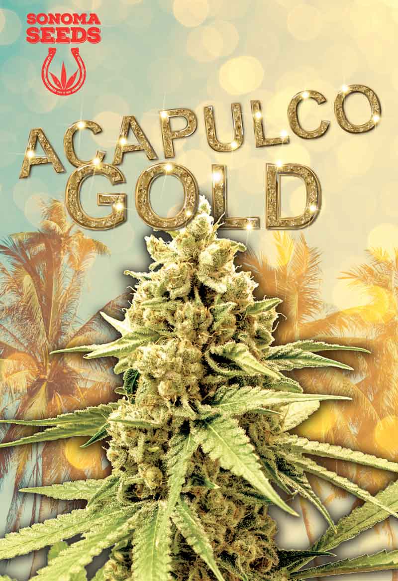 Acapulco Gold Feminized Cannabis Seeds By Sonoma Seeds Sonoma Seeds