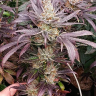 Apple Candie Feminized Cannabis Seeds By Elev8 Seeds Elev8 Seeds