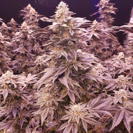 Apple Candie Feminized Cannabis Seeds By Elev8 Seeds Elev8 Seeds