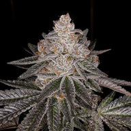 Apple Fritter S1 Feminized Cannabis Seeds By Elev8 Seeds Elev8 Seeds