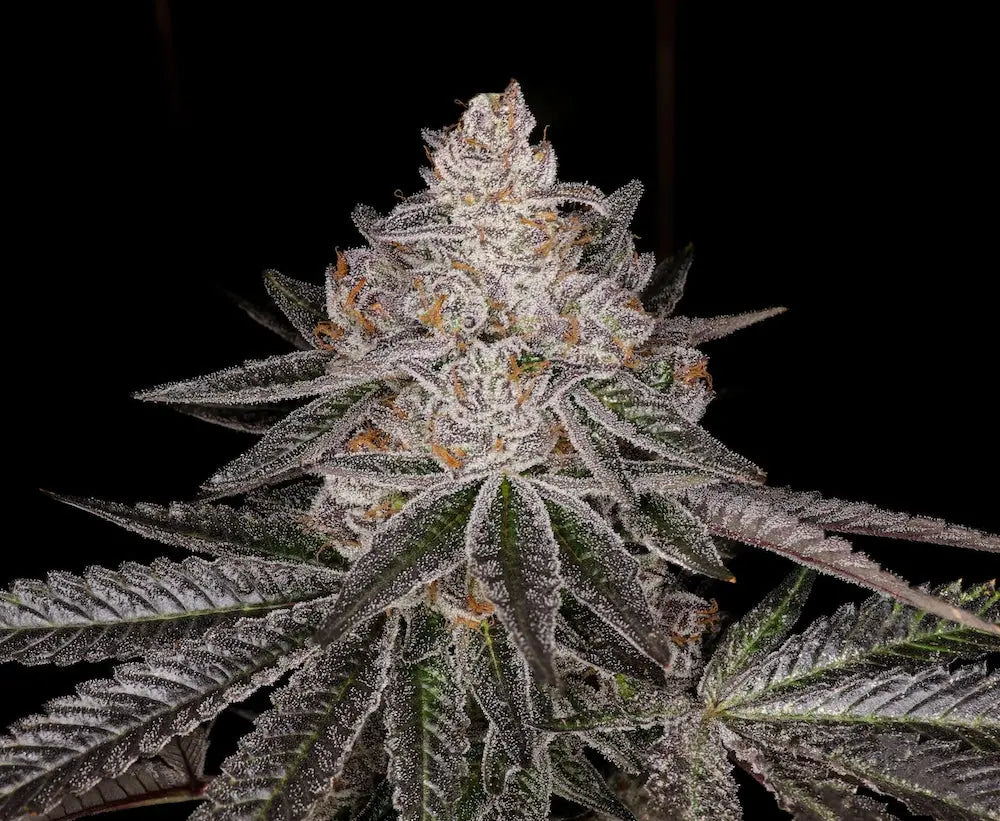 Apple Fritter S1 Feminized Cannabis Seeds By Elev8 Seeds Elev8 Seeds