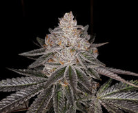 Apple Fritter S1 Feminized Cannabis Seeds By Elev8 Seeds