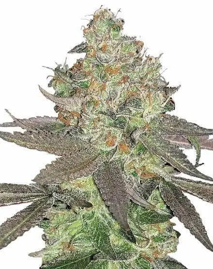 Apple Fritter S1 Feminized Cannabis Seeds By Elev8 Seeds Elev8 Seeds