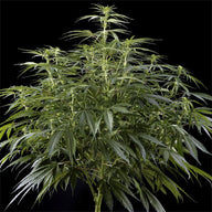 Arjan’s Haze 3 Cannabis Seeds By Green House Seed Co. Green House Seed Co.