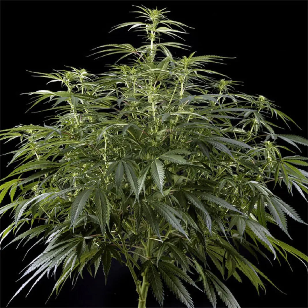 Arjan’s Haze 3 Cannabis Seeds By Green House Seed Co. Green House Seed Co.